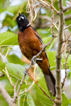 Orchard Oriole 7685